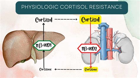 Glucocorticoids Vs Corticosteroids My Endo Consult