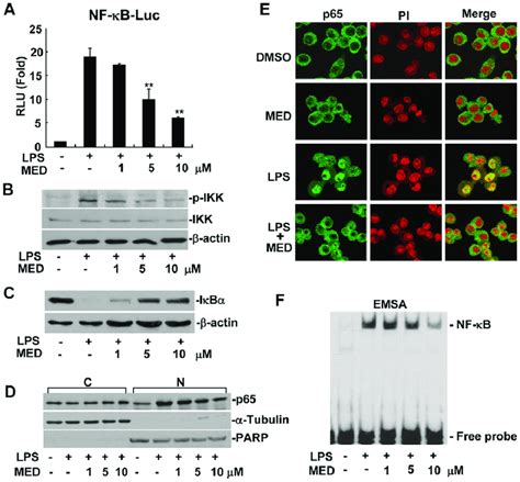 Med Suppresses Lps Induced Nf Kb Activation In Raw Cells A