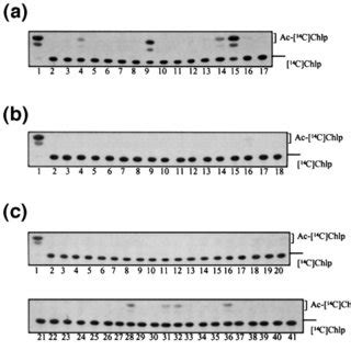 Transgenes With Intrinsic Repeats Induce High Frequency Silencing In