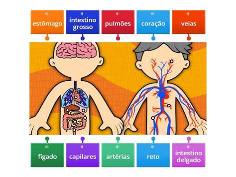 Quais São As Funções Vitais Do Corpo Humano - Funções vitais do corpo humano - Labelled diagram