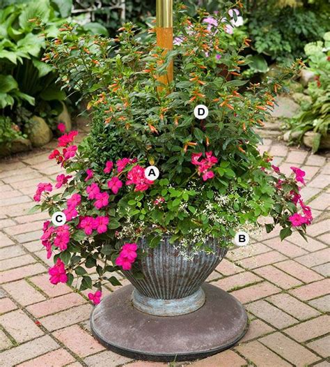 Here S What To Plant With Geraniums For Pretty Summer Containers