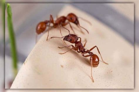 Do Ants Carry Disease? Unveiling the Hidden Dangers!