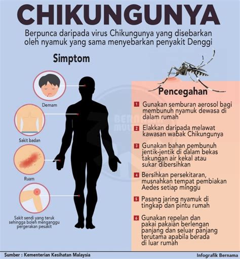 Chikungunya Nyamuk