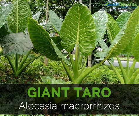 Taro Plant Flower