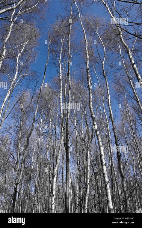 Birch Trees In A Wood Against A Blue Sky The Trees Have Been De