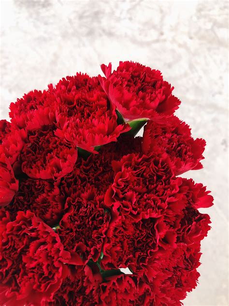 Red Carnations – Lifestyle@SingSeeSoon