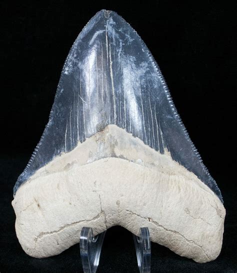 Gorgeous 3.99" Bone Valley Megalodon Tooth (#12184) For Sale ...