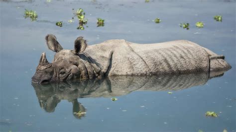 Protecting greater one-horned rhinos and their habitat in Assam, India ...