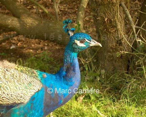 Les Snats Pavo Cristatus Paon Bleu