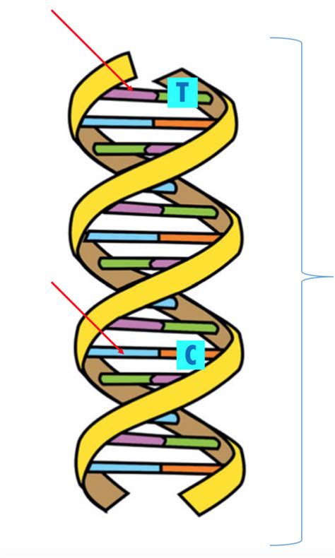 Diagram Of Dna Quizlet