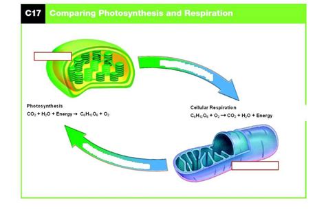 Photosynthesis Cellular Respiration And Fermentation Diagram Quizlet