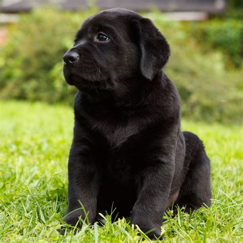 Labrador Preto Filhote Amigos Labrador Preto Labrador Filhote