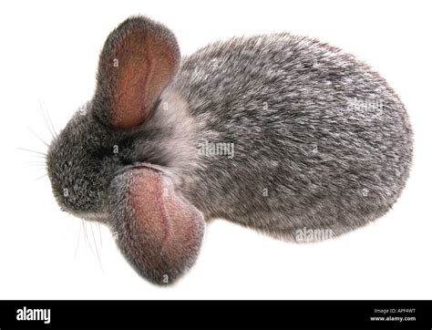 Domestic Rabbit Oryctolagus Cuniculus F Domestica Stock Photo Alamy