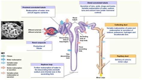 Renal Function Test Flashcards Quizlet