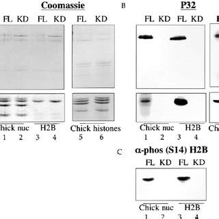 Mst Phosphorylates Histone H B At S In In Vitro Kinase Assays