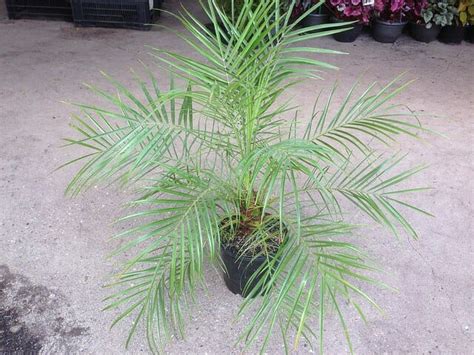 Dwarf Date Palm 8" Pot - Hello Hello Plants & Garden Supplies