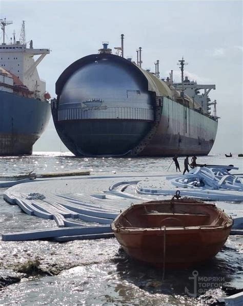 Морские шары | Пикабу