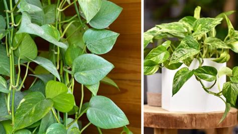 24 Plantas que não precisam de sol direto para ter em casa