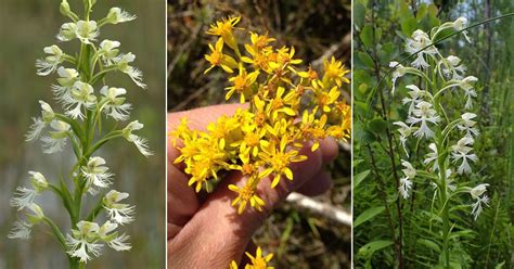 5 Endangered Flowers in Michigan | Balcony Garden Web