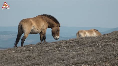 Takh Le Cheval De Przewalski Youtube