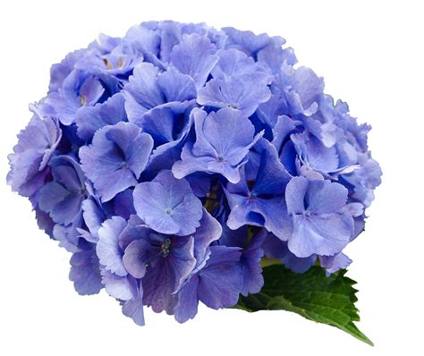 Flor Hortensia Azul Foto Gratis En Pixabay