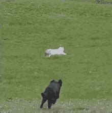 Dog Fail GIFs | Tenor