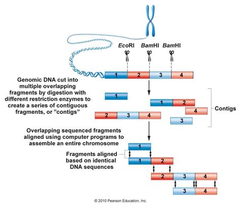 Restriction Enzymes Diagram Pearson