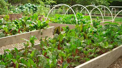 Jardineras para huerto urbano Cómo crear tu propio espacio verde en la