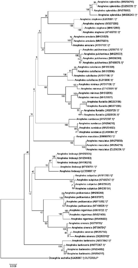 Neighbour Joining Phylogenetic Tree Drawn To Scale With Branch Lengths