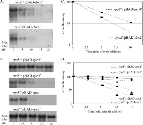 Rpos Mrna Half Life Determination When It Is Paired With Dsra Or Rpra