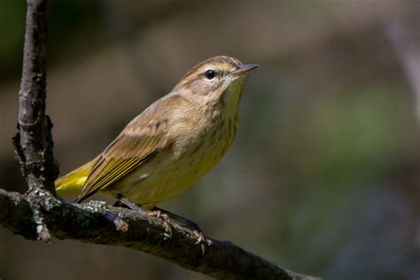 Chirps and Cheeps | Warblers, Kinglets, and White-throated Sparrows