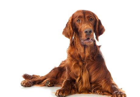 Irish Setter Dog Breed Guide | Gundog Journal