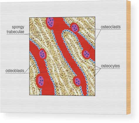 Structure Of Long Bone Wood Print By Asklepios Medical Atlas Pixels