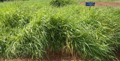 Brachiaria Conheça As Principais Espécies E As Formas De Manejo