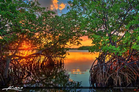 Sunset Through Mangrove Tree Singer Island Florida Royal Stock Photo