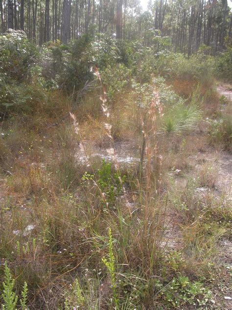 Andropogon virginicus - Leon Levy Native Plant Preserve