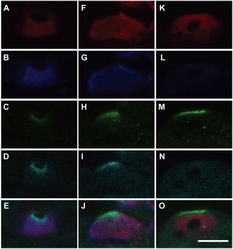 The Intermediate Type Of Gill Ionocytes X Z Images Of A Sw Type