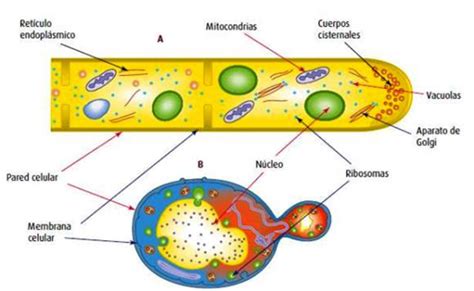 Biología de joseleg introducción a la biología Introducción a las