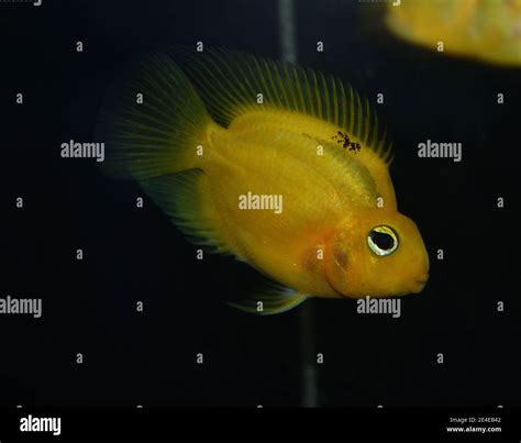 Parrot Fish Swimming In Freshwater Aquarium Stock Photo Alamy