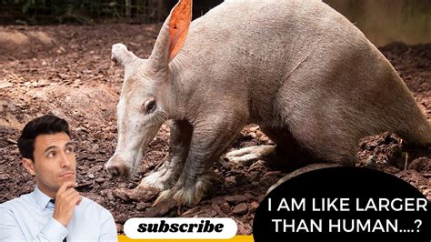 Aardvark Youtube