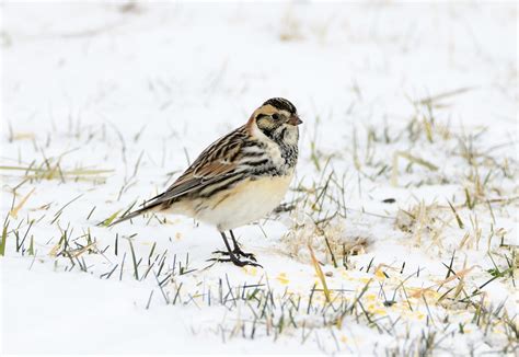 Lapland Longspur Male By Jackie B Elmore 2 16 2021 Jeffer Flickr