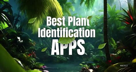 10 Best Free Plant Identification Apps 2024