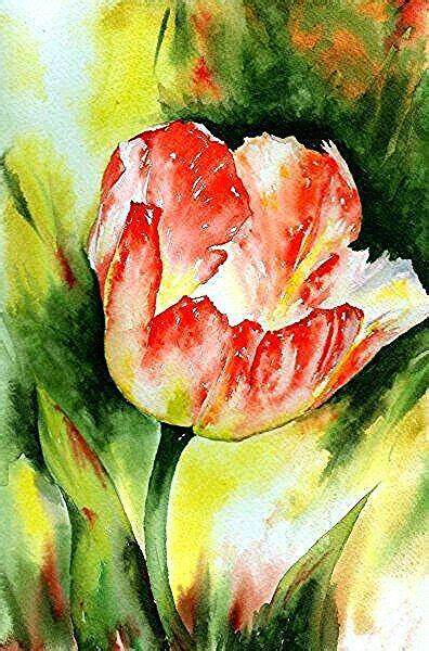 Tulipan In Blumen Malen Blumen Gem Lde Blumen Aquarell