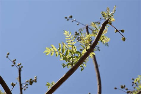 50 Boswellia Serrata Seeds Indian Origin Frankincense Seeds - Etsy