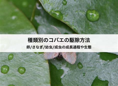 「卵さなぎ幼虫成虫」種類別のコバエの駆除方法！成長過程や生態についても解説 コストモンスター