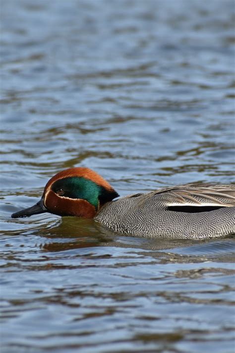 17 Beautiful Arizona Birds Artofit