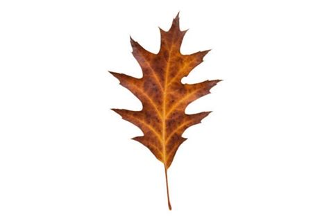 857 Brown Dried Leaf Tree Isolated Graphic By Kzara Visual Creative