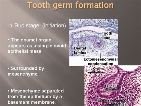 CHRONOLOGY AND MORPHOLOGY OF PRIMARY AND PERMANENT TEETH