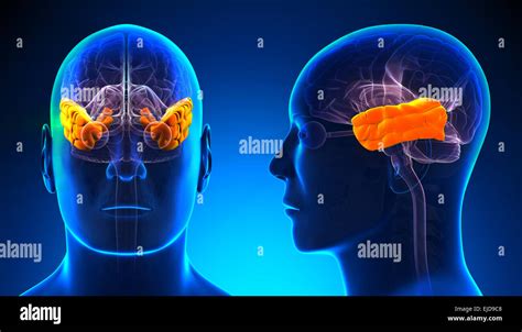 L anatomie du cerveau du lobe temporal mâle concept bleu Photo Stock