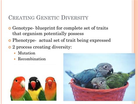 PPT - Ecosystem Diversity PowerPoint Presentation, free download - ID ...